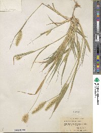 Setaria viridis image