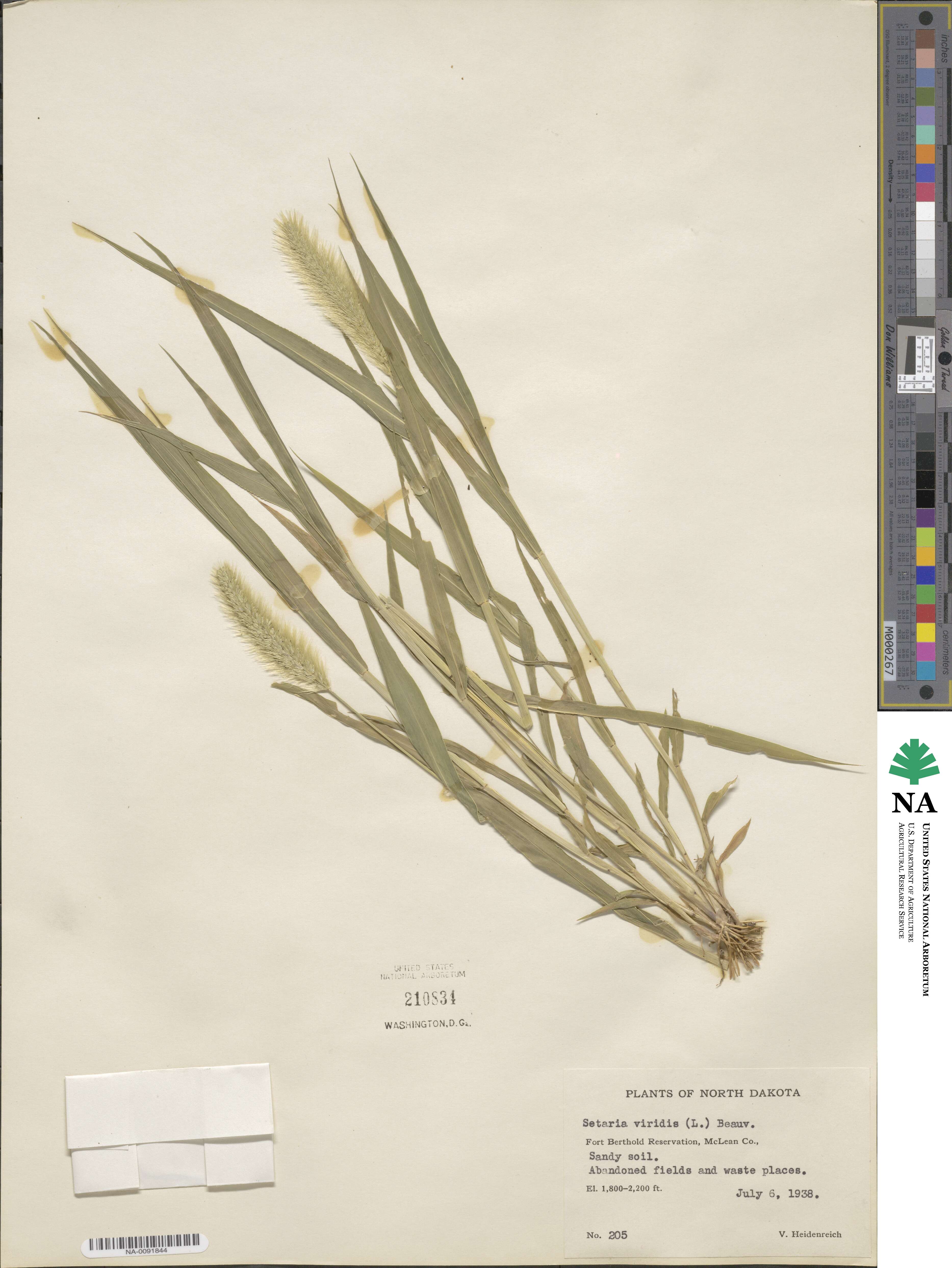 Setaria viridis image
