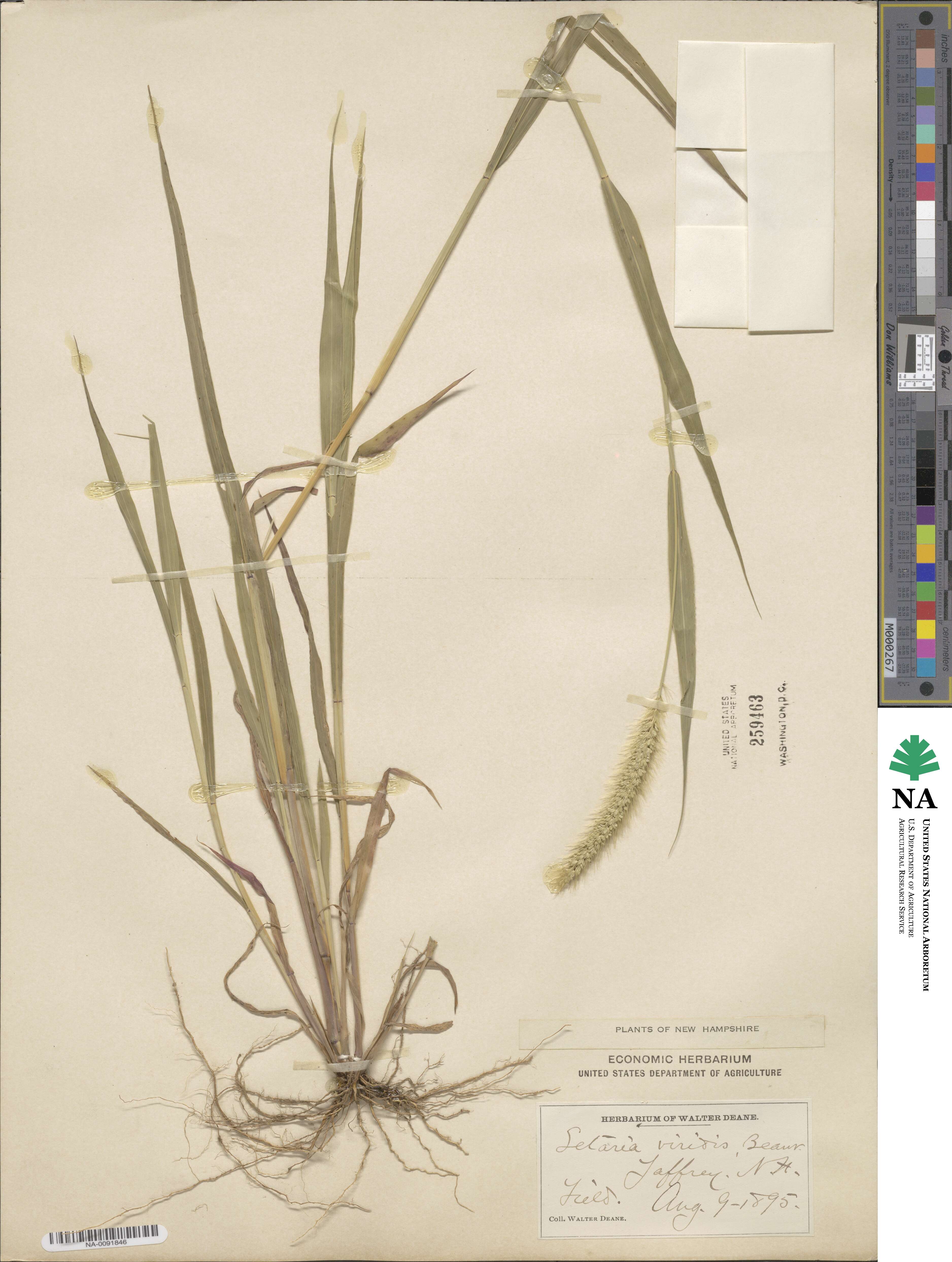 Setaria viridis image