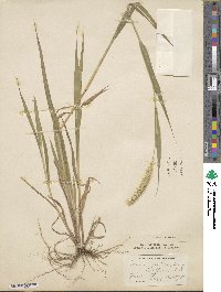 Setaria viridis image