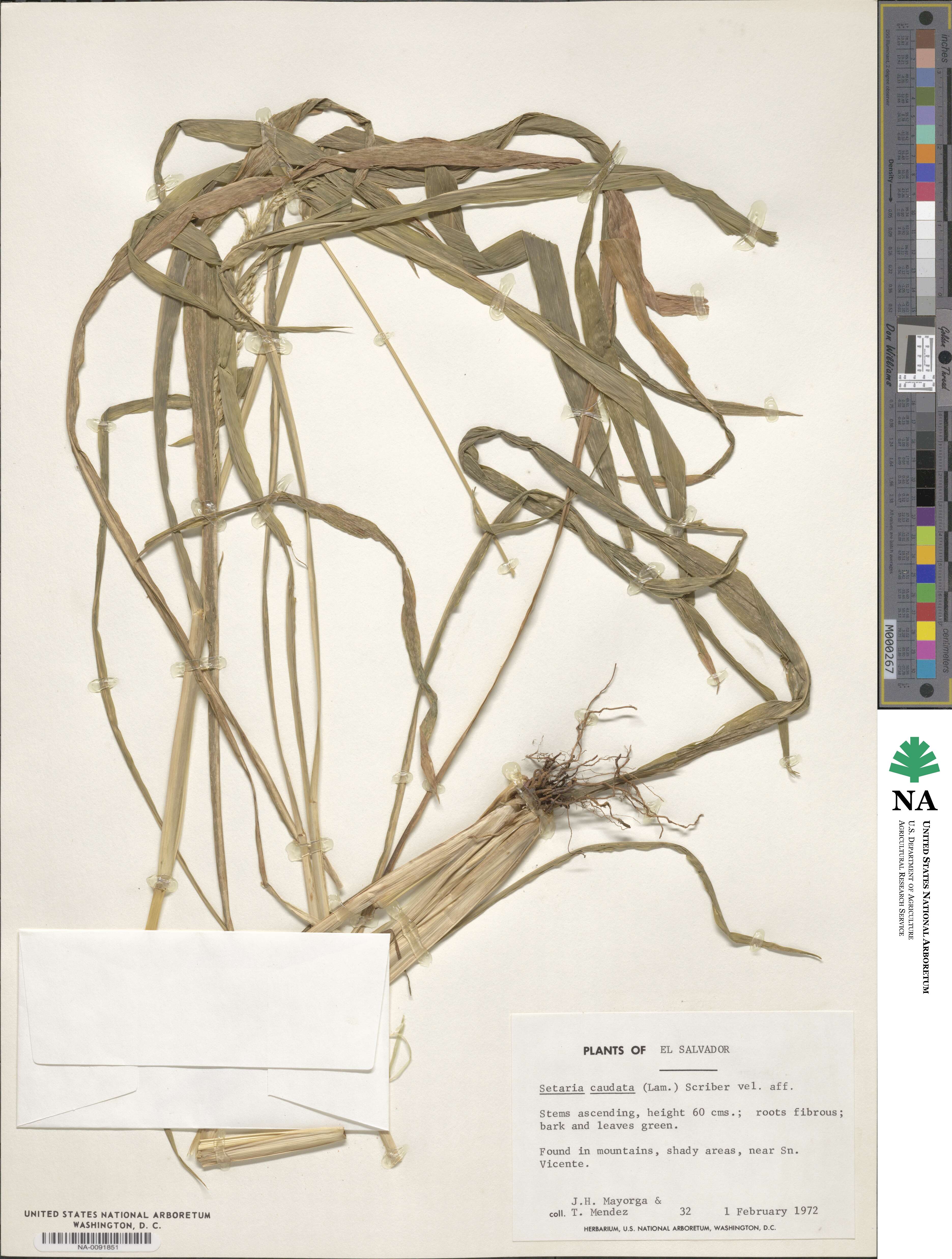 Setaria setosa image