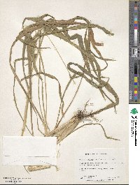 Setaria setosa image