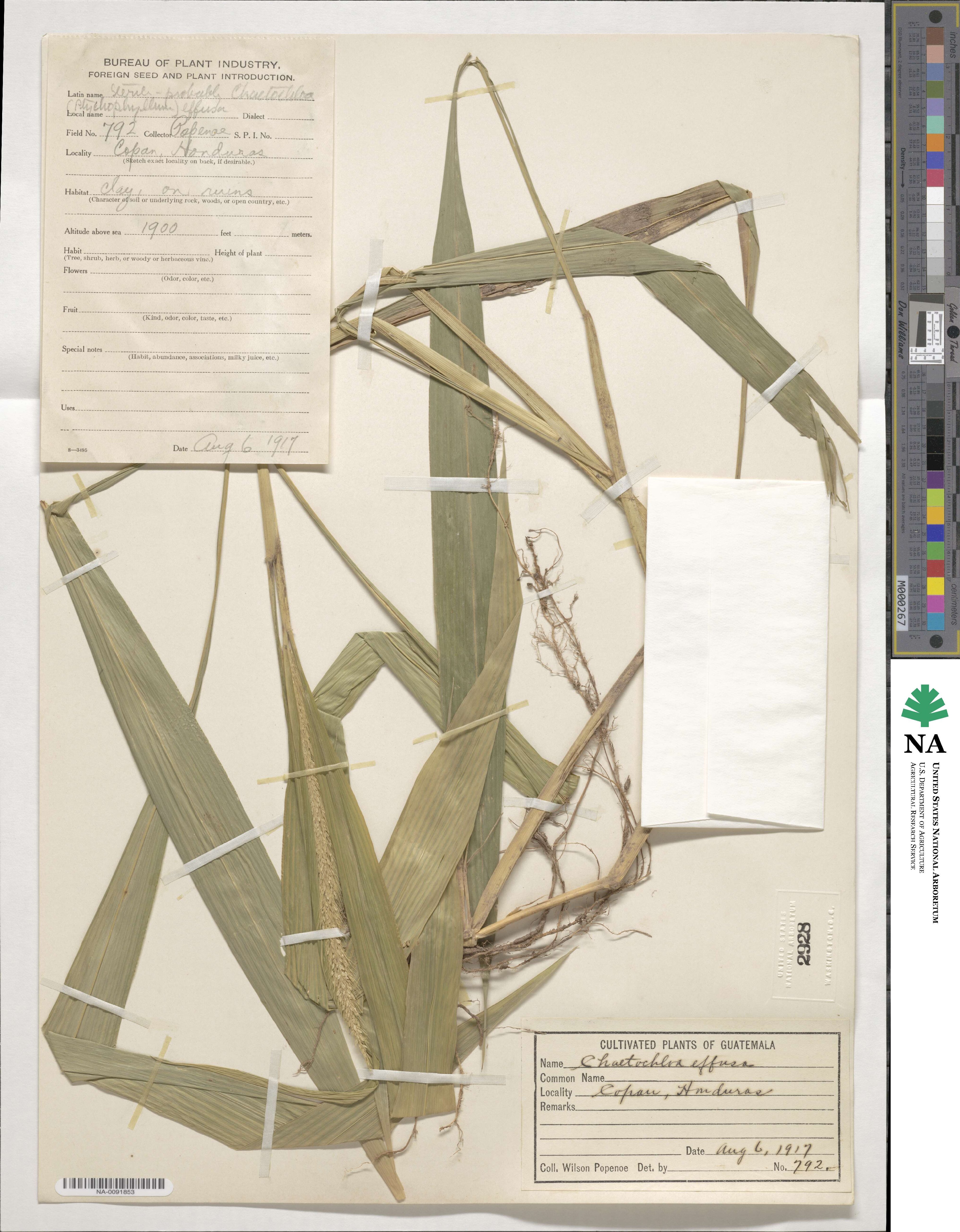 Setaria palmifolia image