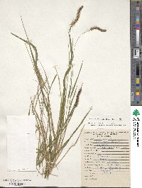 Setaria parviflora image