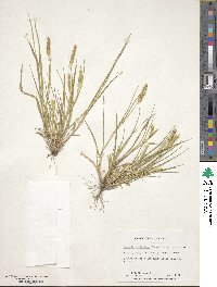 Setaria parviflora image