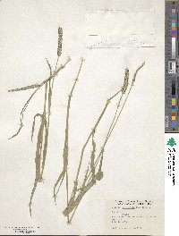 Setaria parviflora image