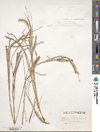 Setaria parviflora image