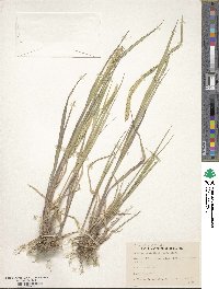 Setaria parviflora image