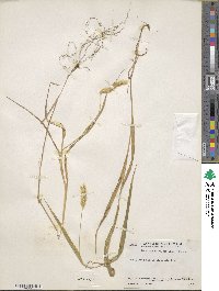 Setaria parviflora image