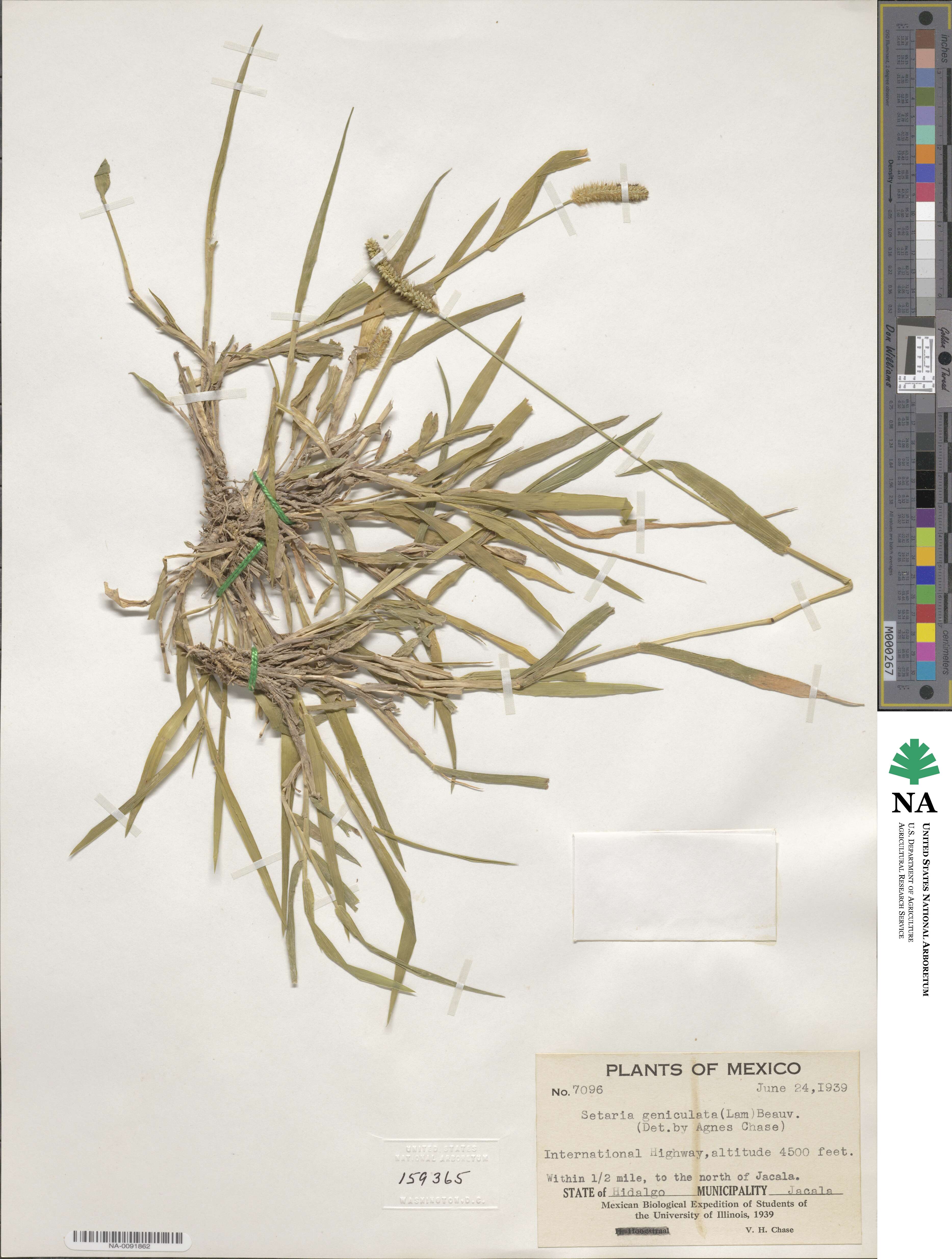 Setaria parviflora image