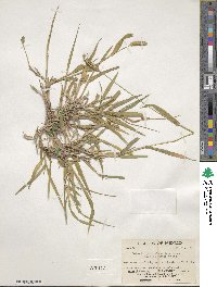 Setaria parviflora image