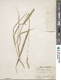 Setaria parviflora image