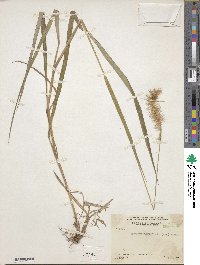 Setaria parviflora image