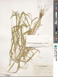 Setaria grisebachii image