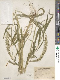 Setaria grisebachii image