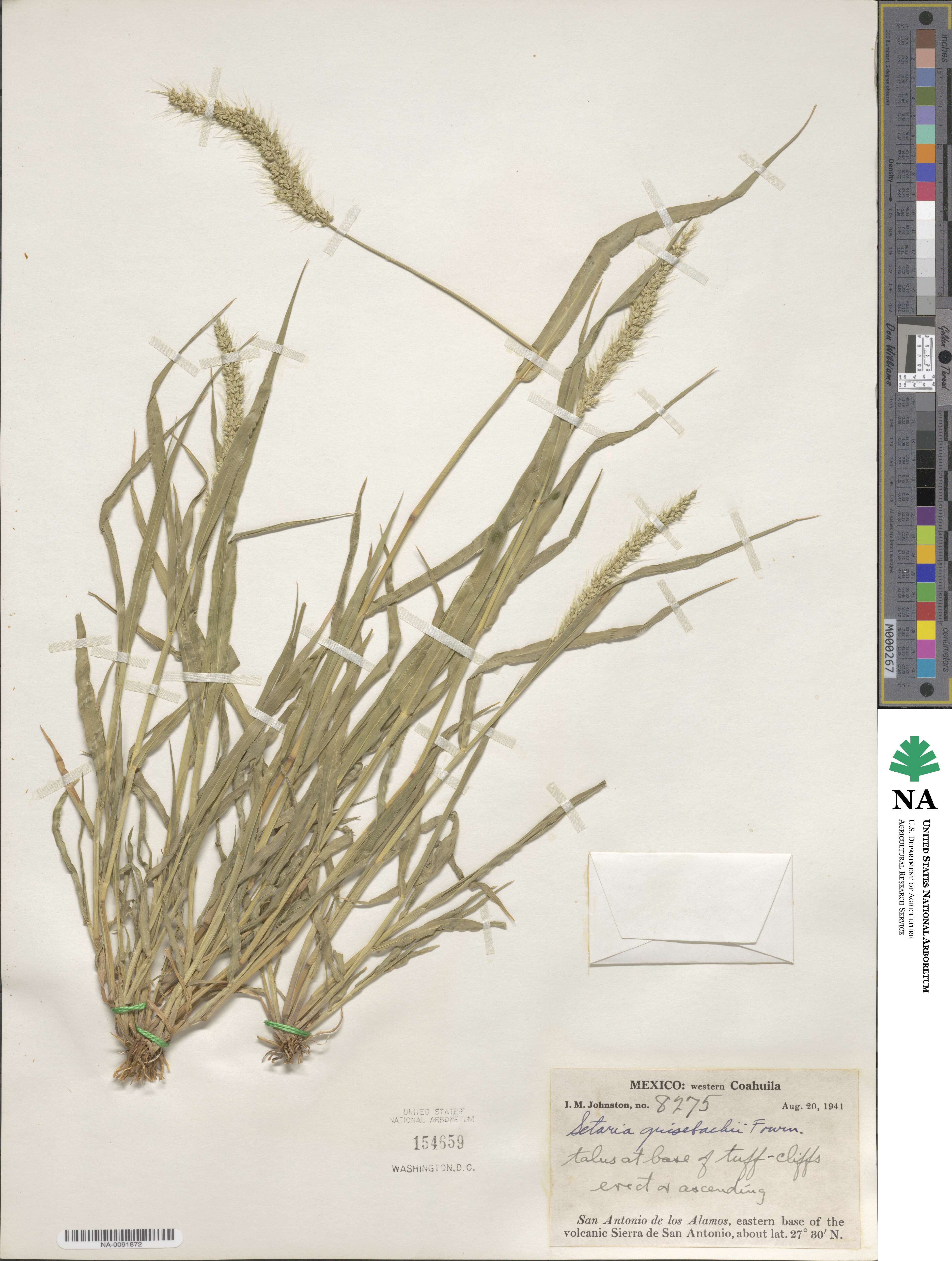 Setaria image