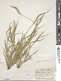 Setaria grisebachii image