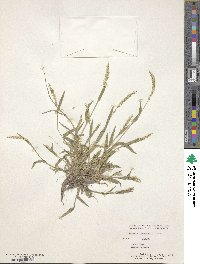 Setaria liebmannii image