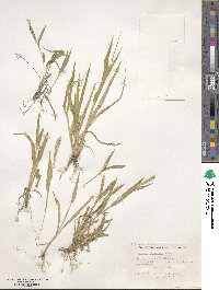 Setaria liebmannii image