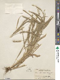 Setaria liebmannii image