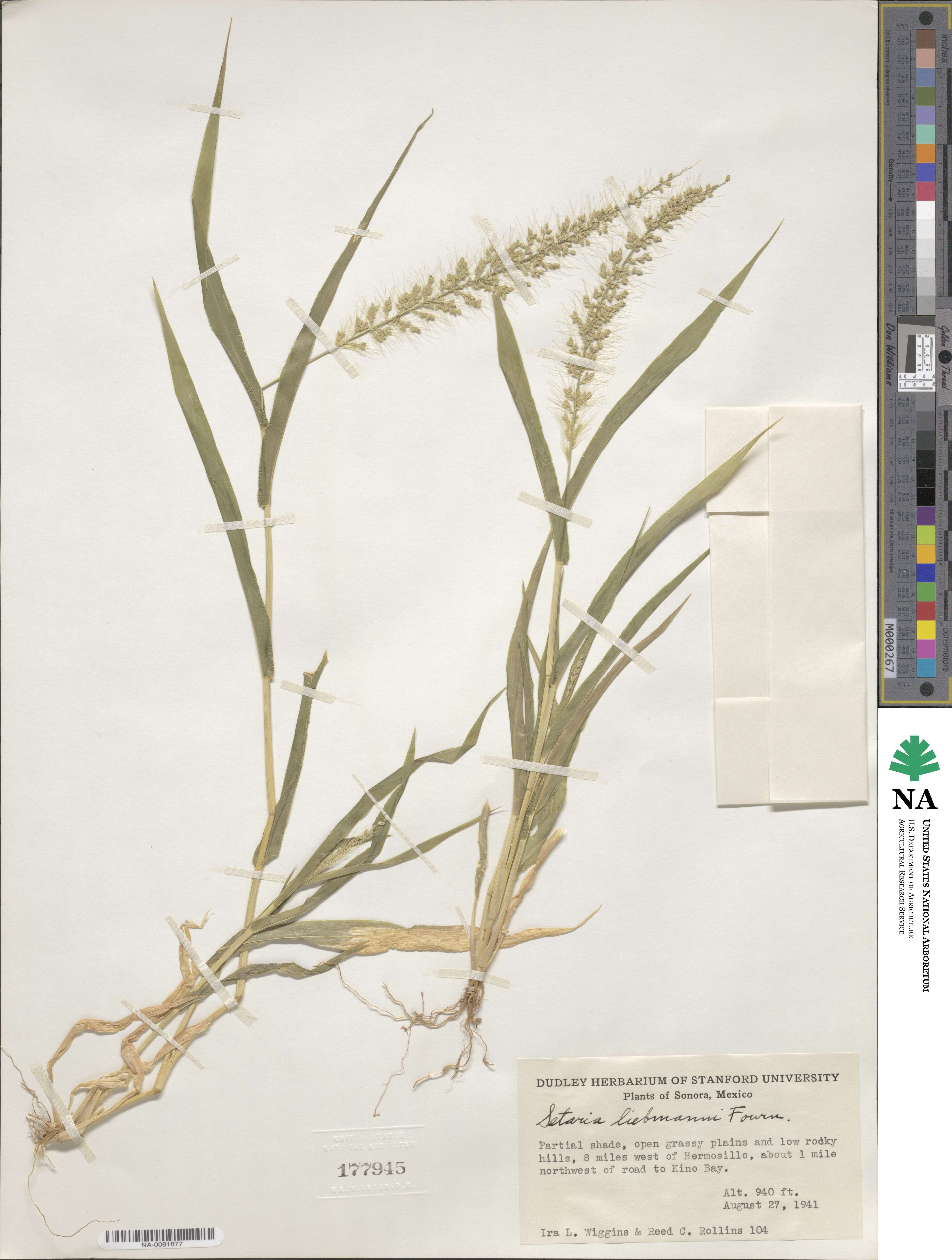 Setaria liebmannii image