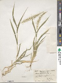 Setaria liebmannii image