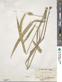 Setaria liebmannii image