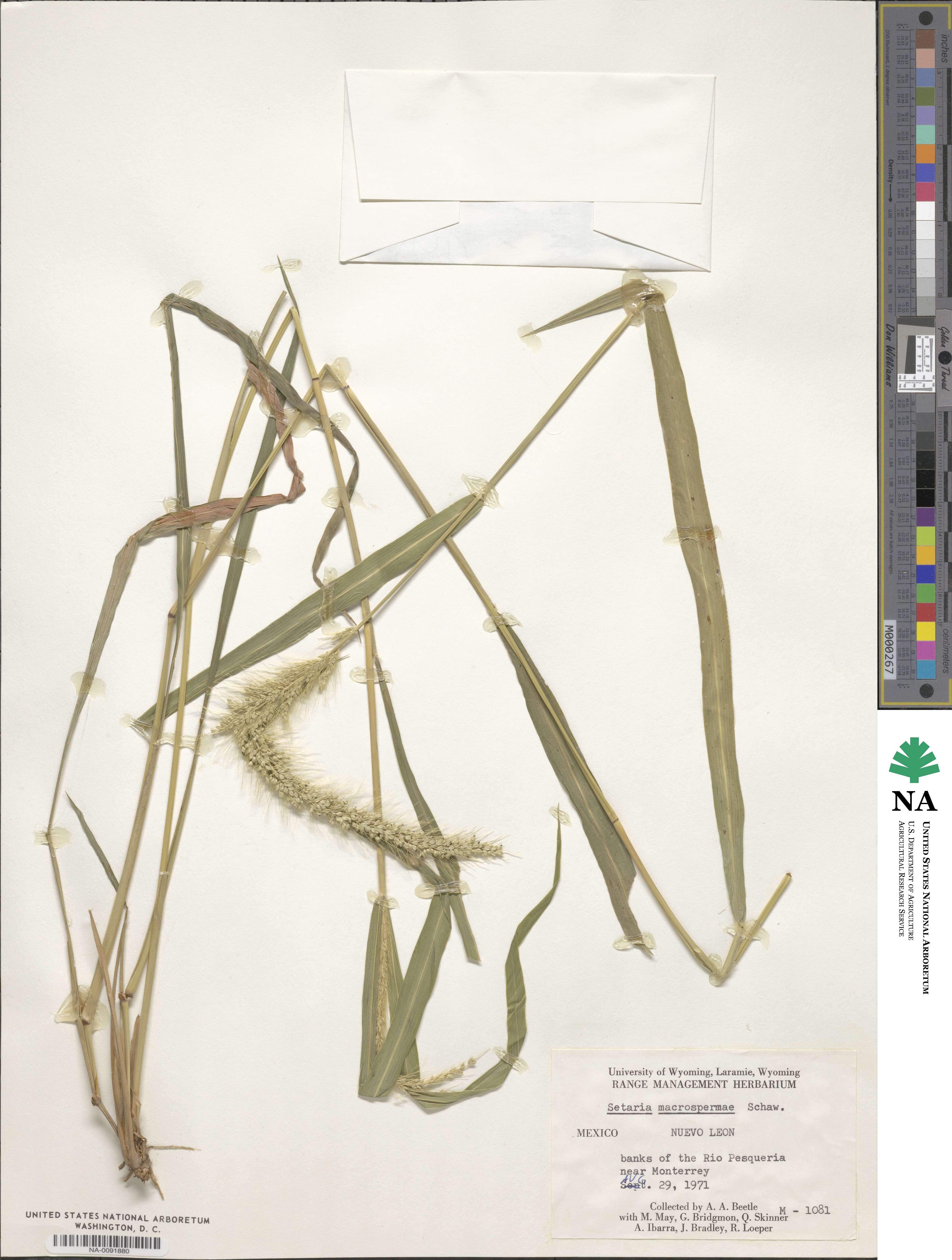 Setaria macrosperma image