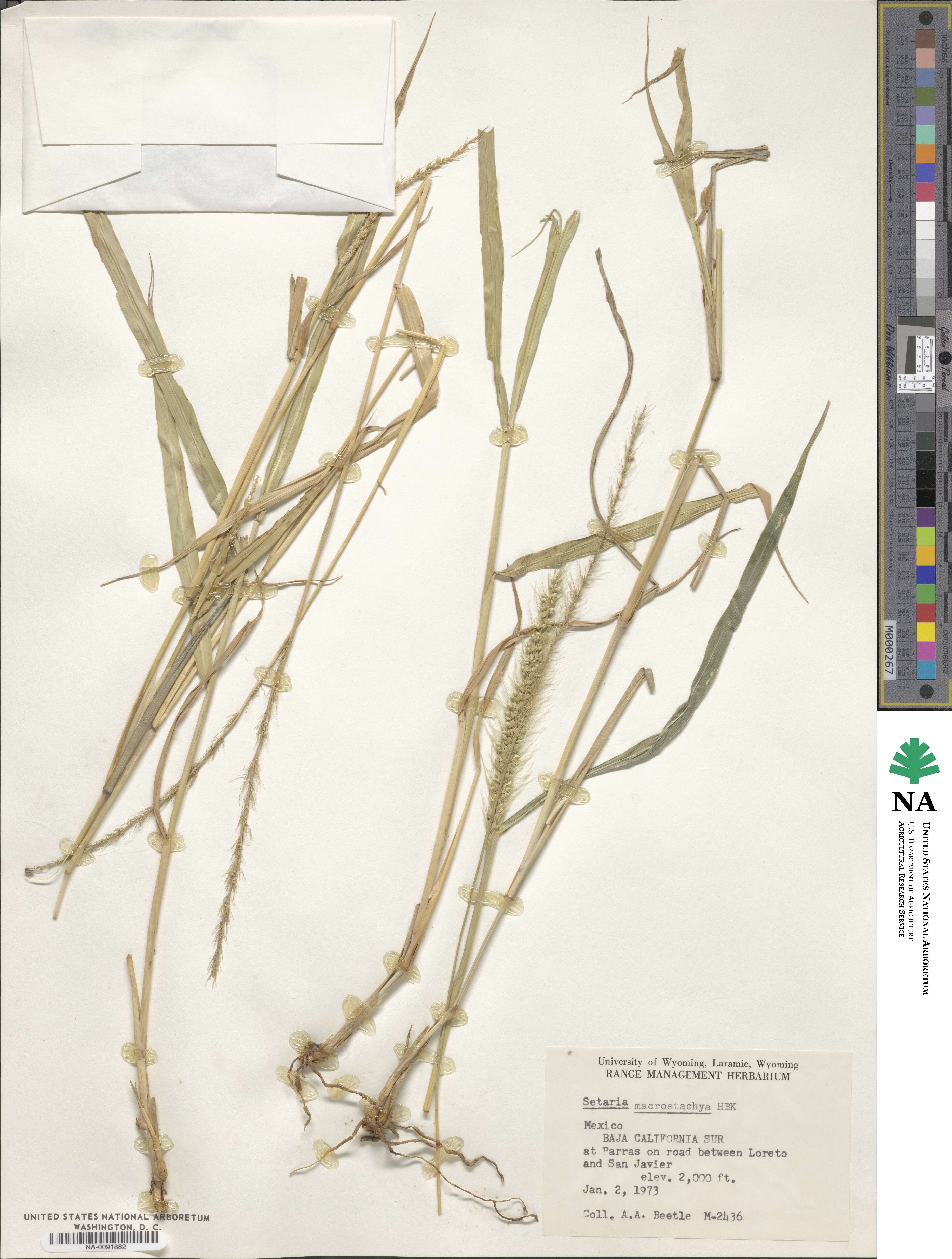 Setaria macrostachya image