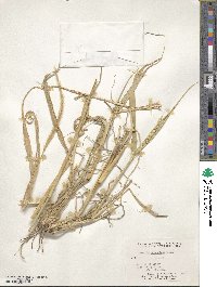 Setaria macrostachya image