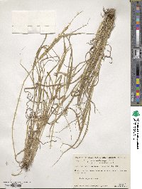 Setaria macrostachya image