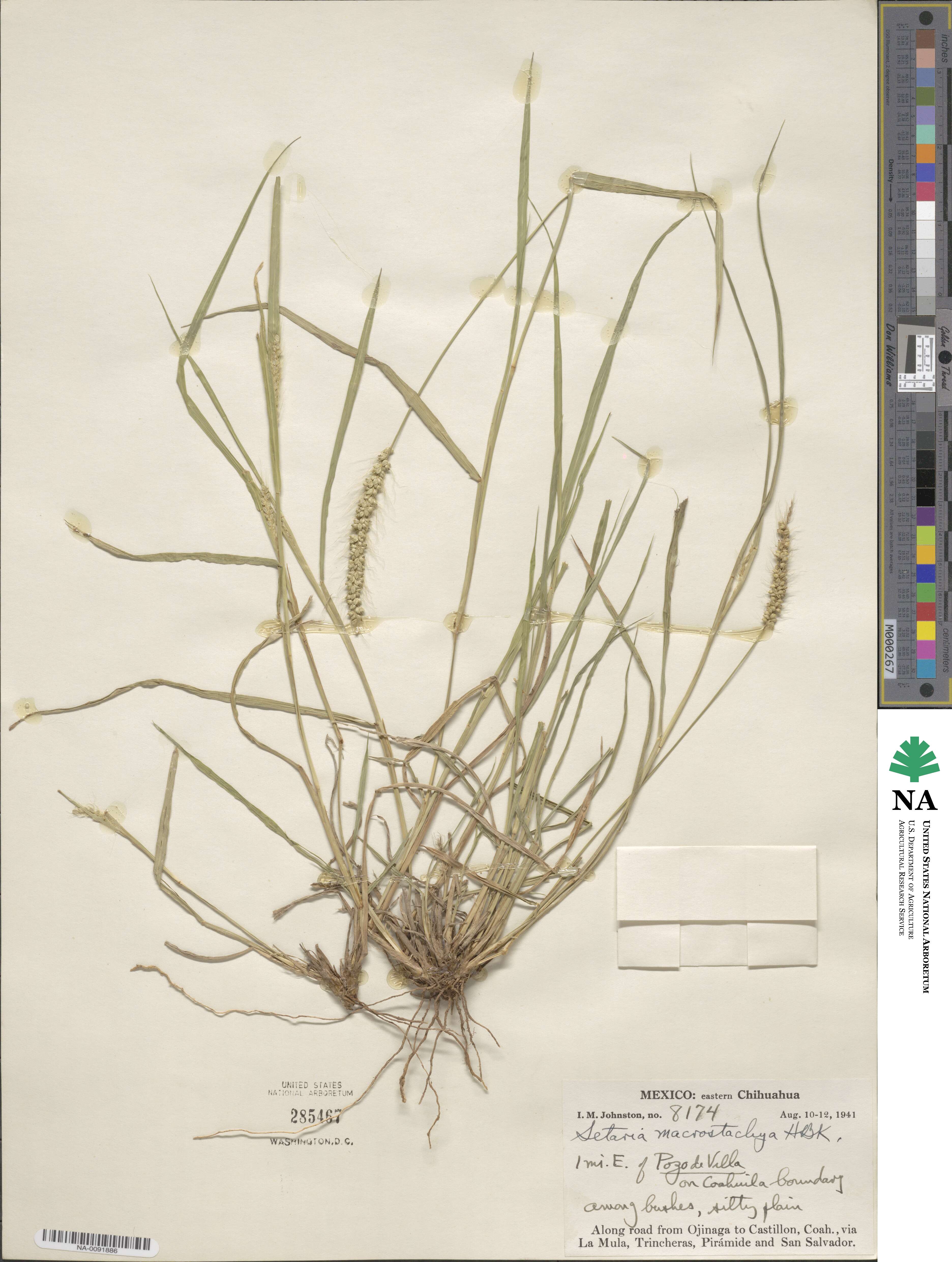 Setaria macrostachya image