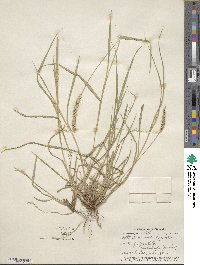 Setaria macrostachya image