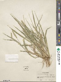 Setaria macrostachya image