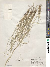 Setaria macrostachya image