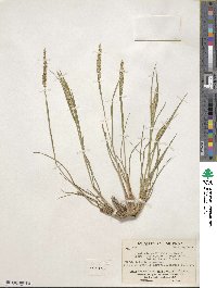 Setaria macrostachya image