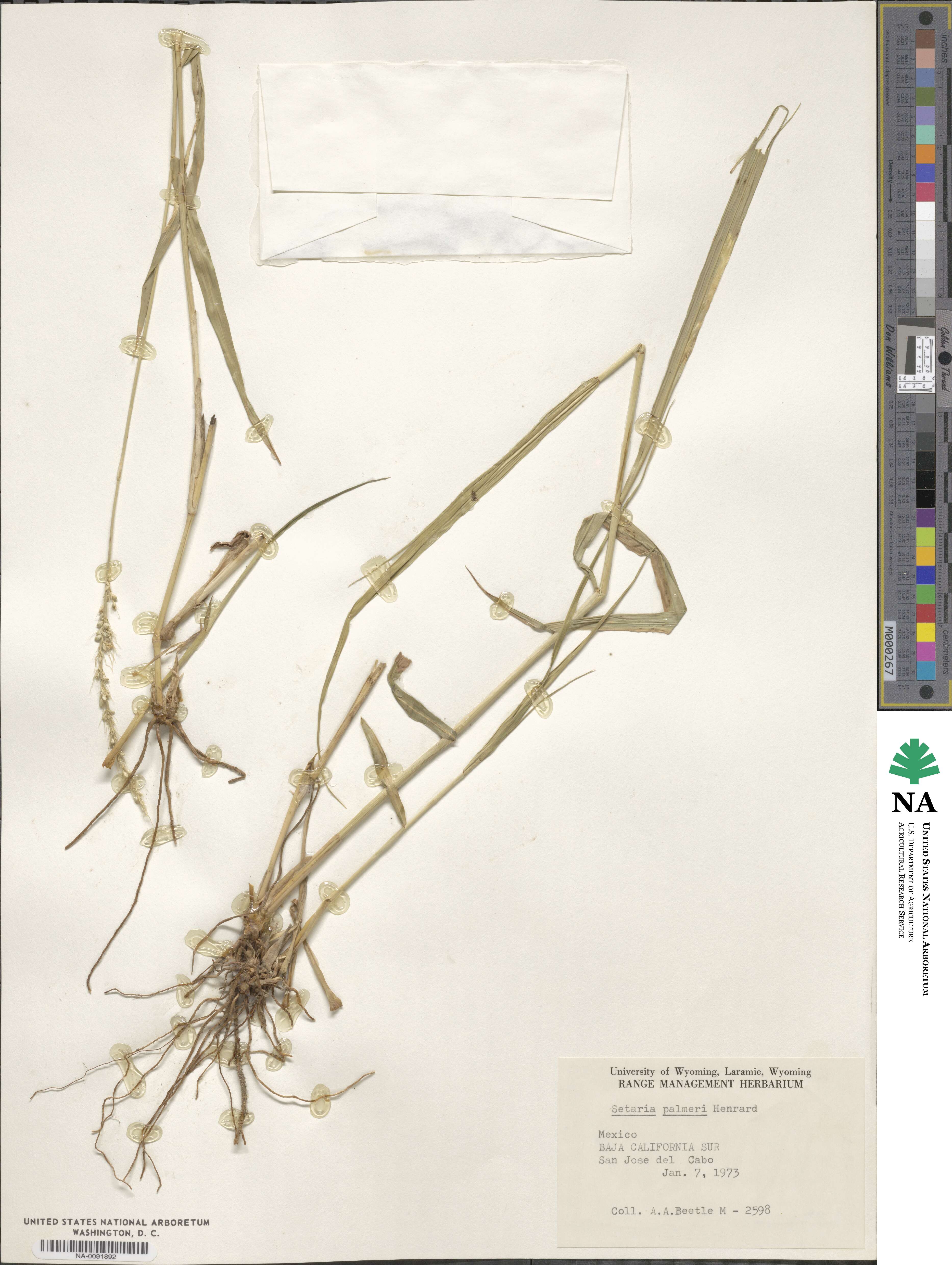 Setaria palmeri image