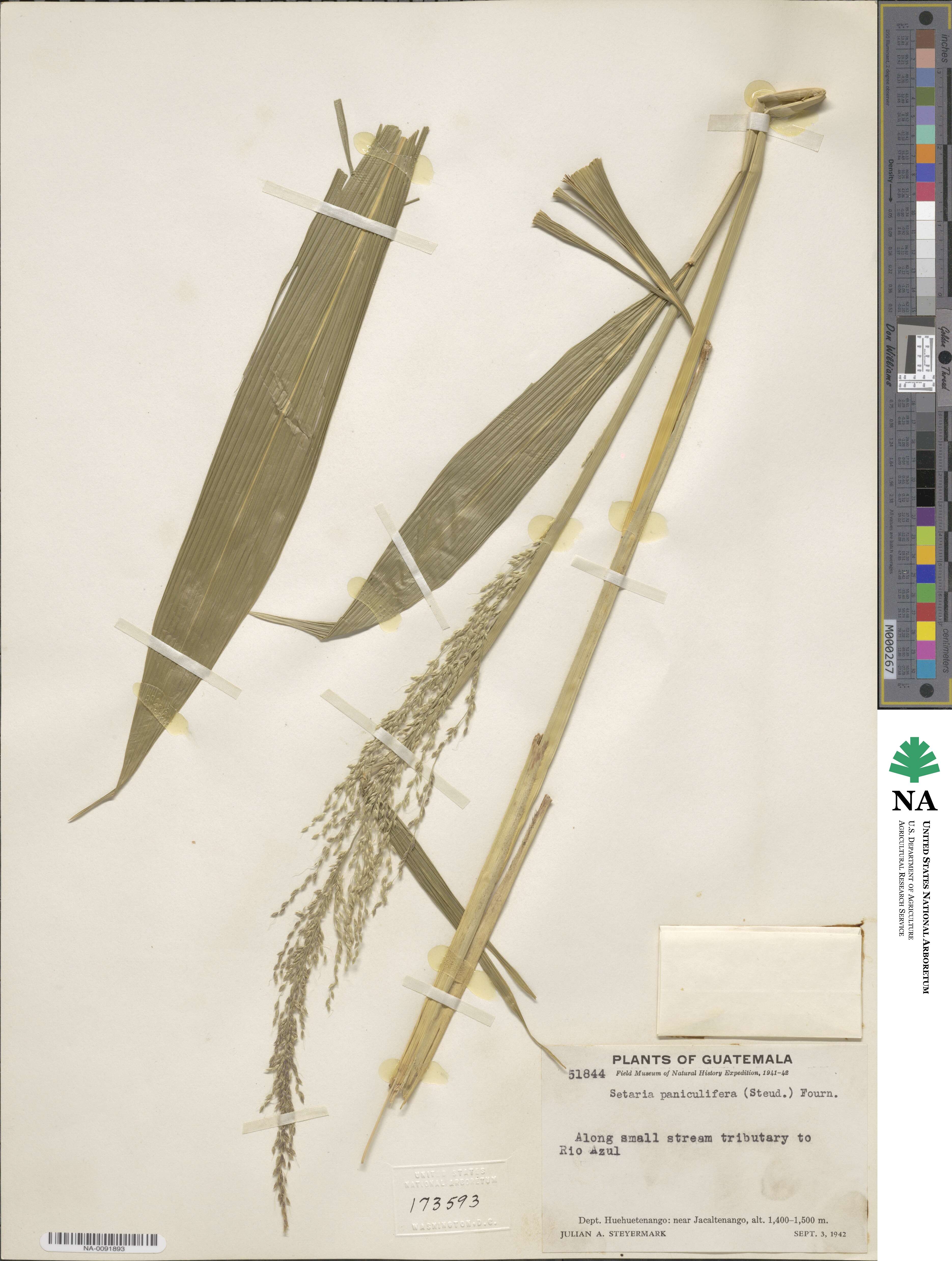 Setaria palmifolia image