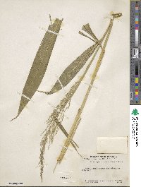 Setaria palmifolia image