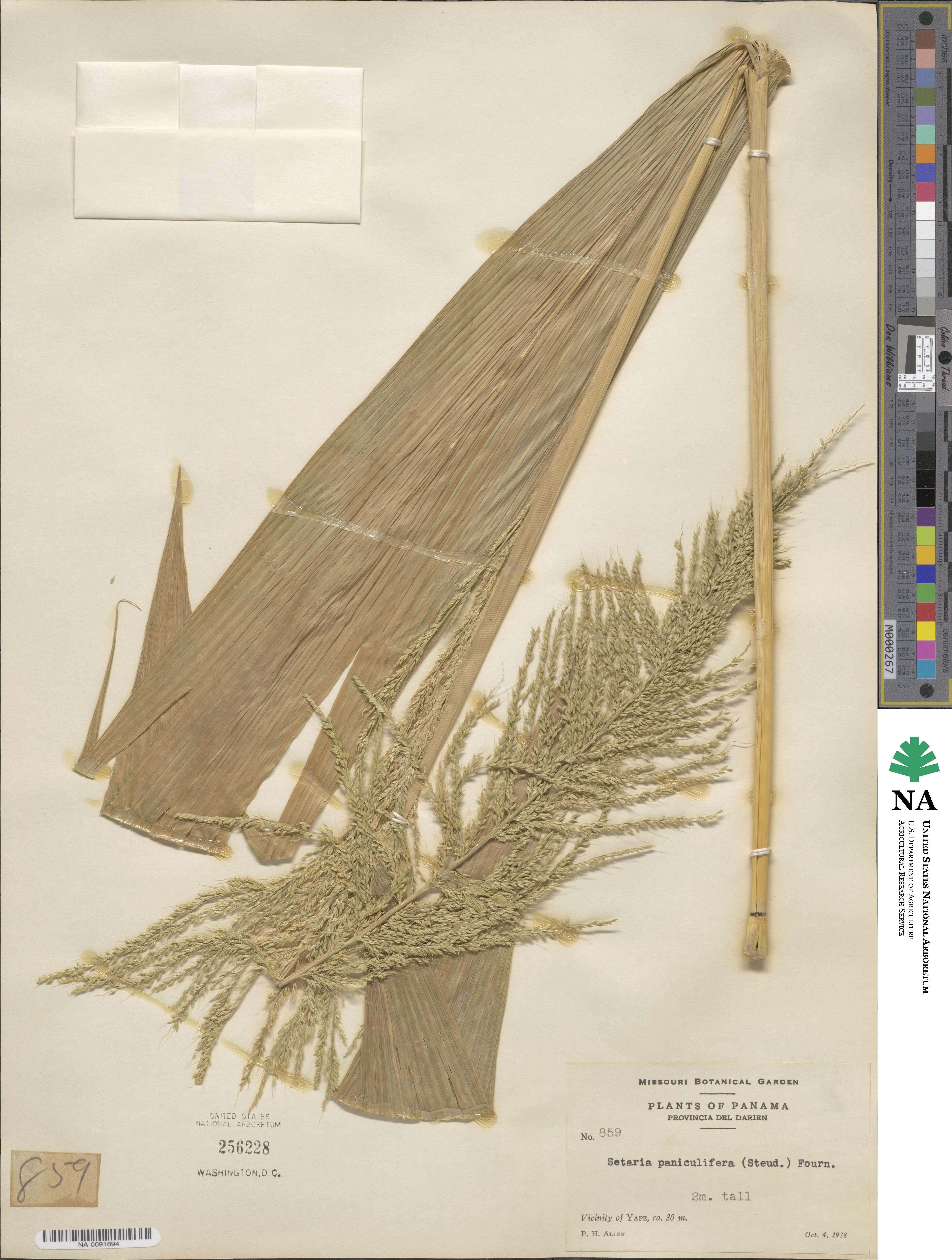 Setaria palmifolia image
