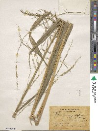 Setaria palmifolia image