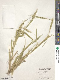 Setaria scandens image