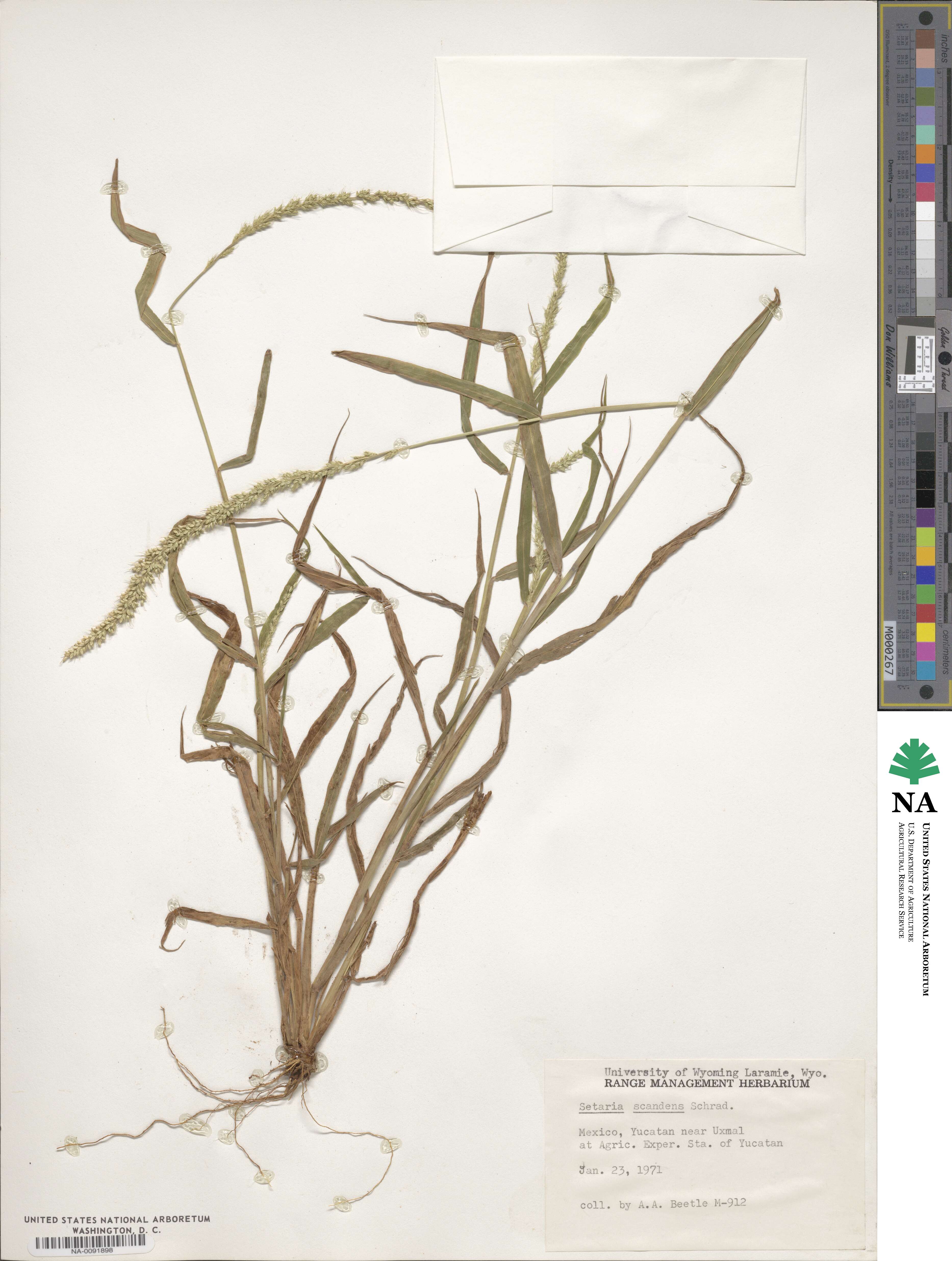 Setaria scandens image