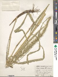 Setaria scheelei image