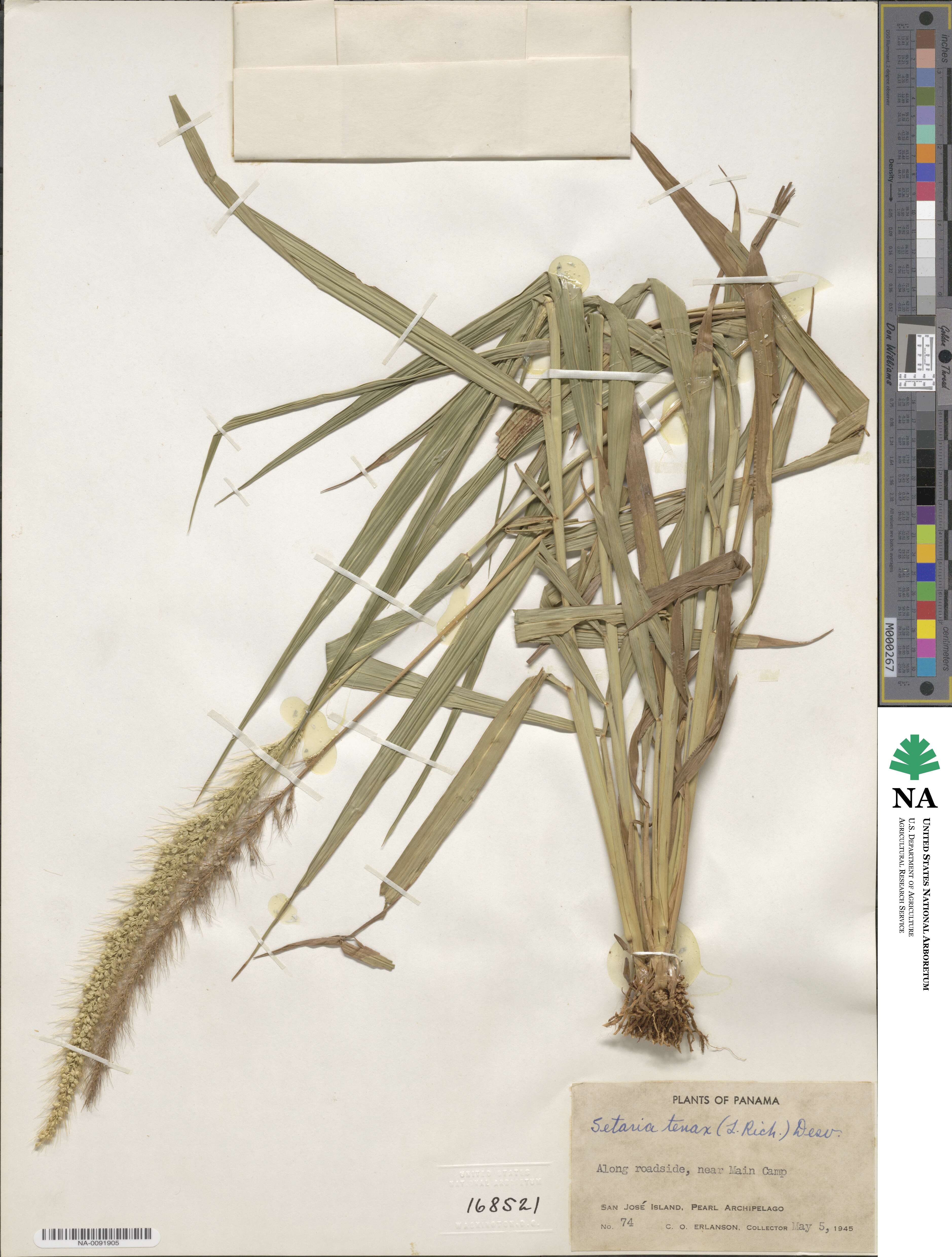 Setaria tenax image