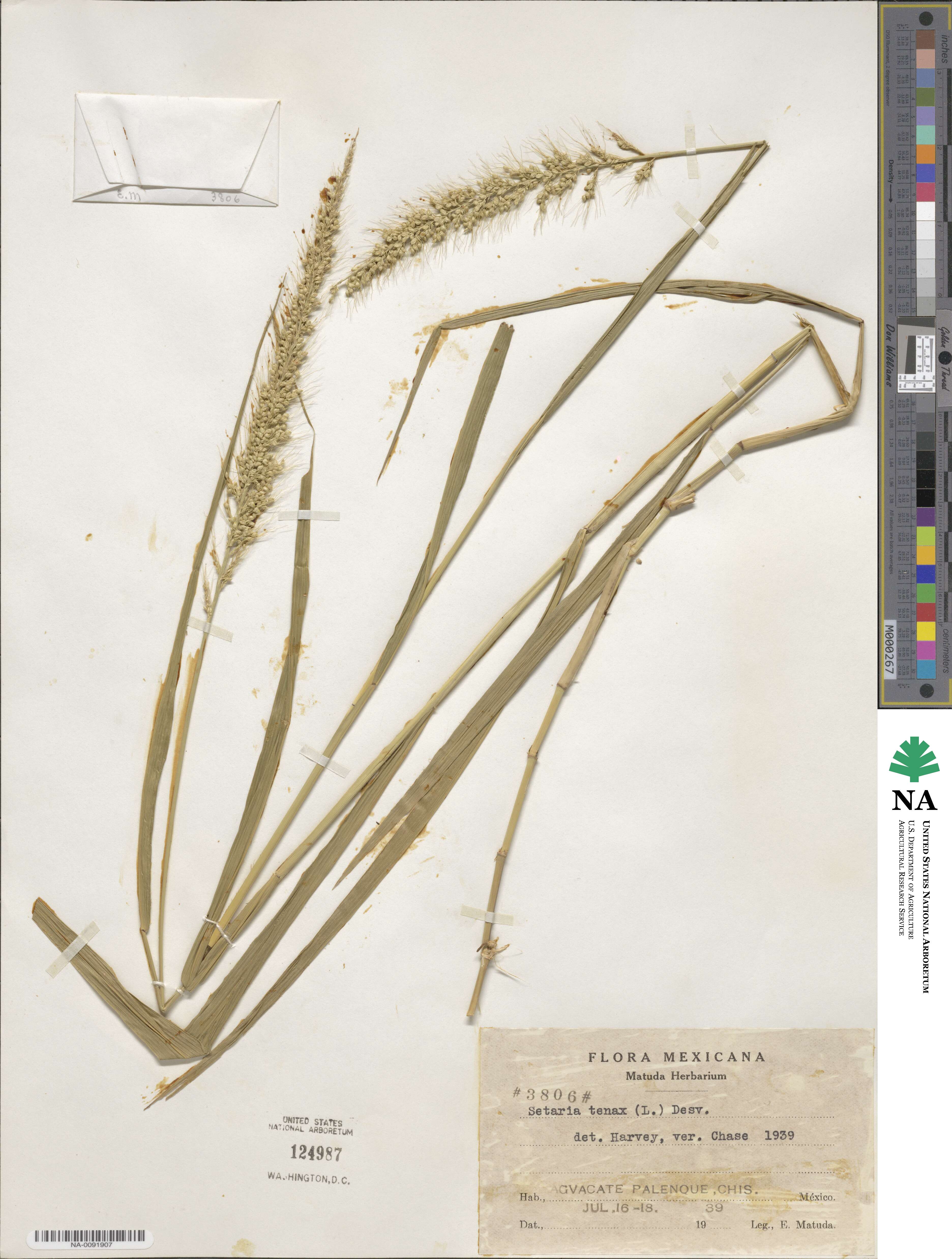 Setaria tenax image