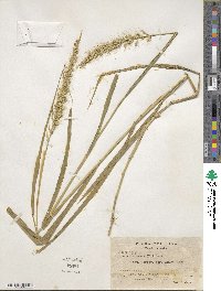 Setaria tenax image