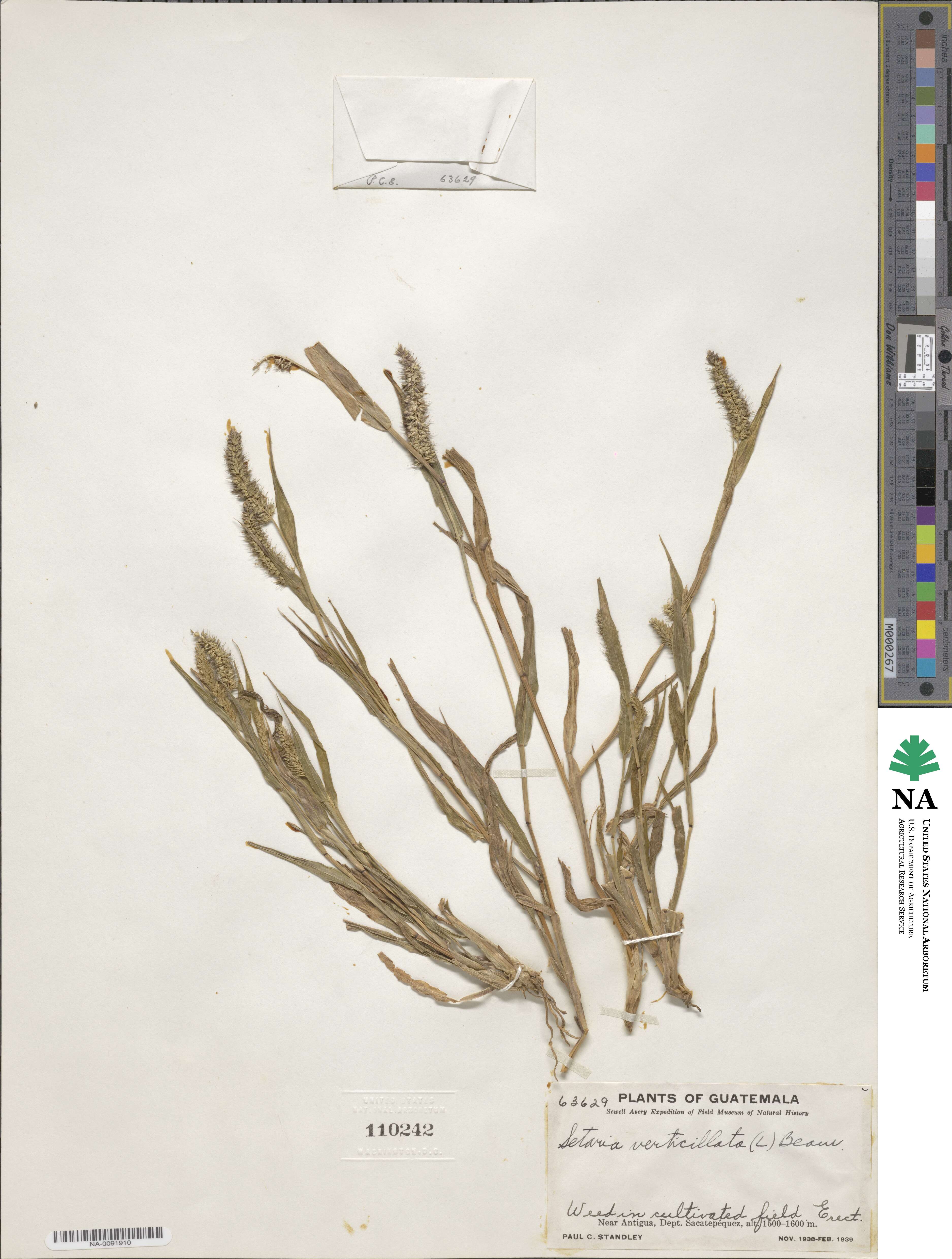 Setaria verticillata image