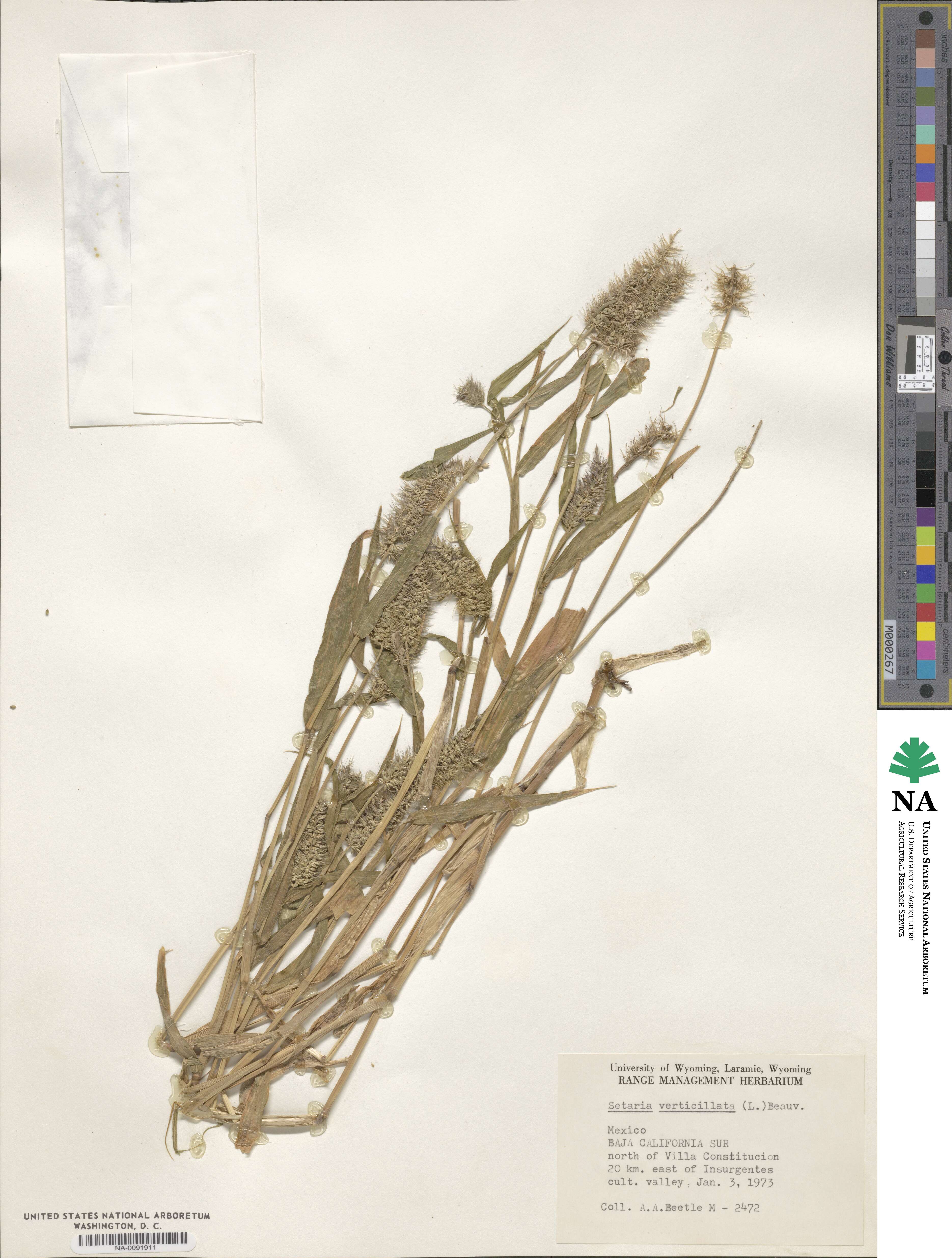 Setaria verticillata image
