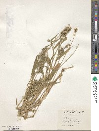 Setaria verticillata image